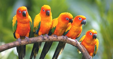 birds ~ bangladeshi birds