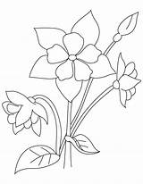 Columbine Coloring Flower Drawing Perennial Getdrawings Pages Sketch Template sketch template