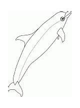 Coloring Dolphin Bottlenose Previous sketch template