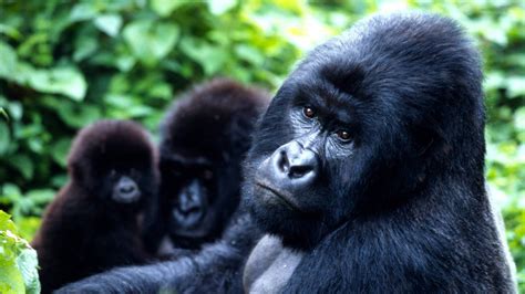 gorillas die groessten menschenaffen wwf schweiz