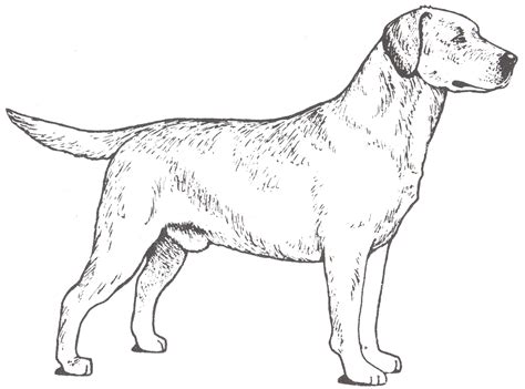 yellow lab easy coloring pages