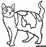 Cat Coloring Pages Cats Color Wirehair American Colour Online Thecolor Clipartmag Library Clipart sketch template