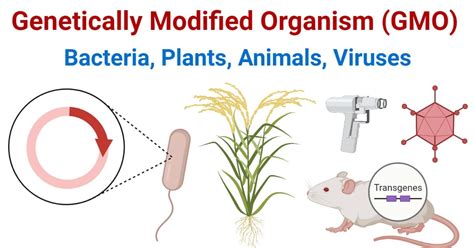 genetically modified organisms gmos process examples