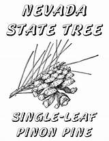 Coloring Nevada Book Printable Windy Themed Pine Sheet State Tree Christine Hull Copyright Pinwheel Celebrate sketch template