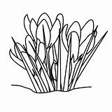 Grass Clipart Pencil Line Drawing Color Wikiclipart sketch template