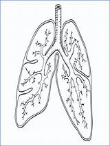 Coloring Lungs Respiratory System Getcolorings Printable Getdrawings sketch template