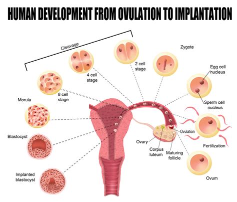 ovulation   pregnant babyhopes