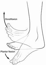 Flexion Dorsiflexion Plantar Movements Movement Extension Terms Ankle Anatomical Vs Between Plantarflexion Anatomy Hill Body Dorsi Foot Motion Rotation Pie sketch template