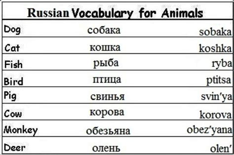 basic russian russian vocabulary learn russian russian