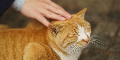 How To Stroke A Cat Video International Cat Care