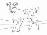 Goat Coloring Pages Cute Goats Printable Clipart Kids Billy Drawing Color Animals Animal Crafts Para Boer Colorear Farm Pintar Cartoons sketch template
