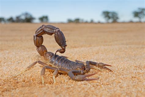 scorpions  hint    arizona