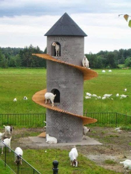 23 inspiring goat sheds and shelters that will fit your