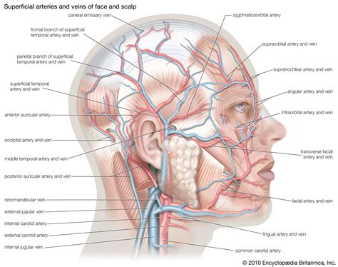 anatomy definition history biology britannica