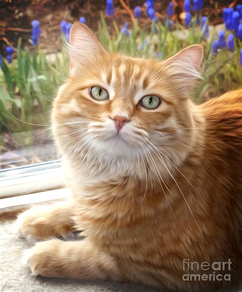 yellow domestic cat photograph  dianne phelps