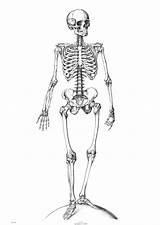 Skeleton Coloring Pages Easy Printable Kids Bones Skelett Anatomy Print Skeletons Squelette Skelet Template Sketch sketch template