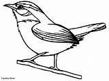 Wren Carolina Coloring Bird Drawing Pages Clipart Simple Tattoo State Canary South Drawings Gif Preschool Outline Sc Kids Photobucket Birds sketch template