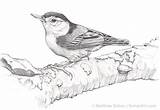 Nuthatch Breasted Bohanart P13 Nuthatches sketch template