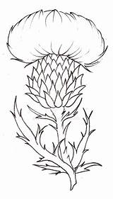 Thistle Flower Tattoo Drawing Scottish Metacharis Coloring Deviantart Scotland National Pages Simple Flowers Sketch Scotch Plant Template Line Thistles Blue sketch template