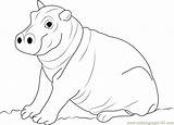 Hippo Baby Coloring Hippopotamus Pages Cute Drawing Color Line Printable Getdrawings Coloringpages101 Getcolorings Print sketch template