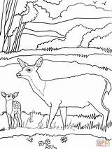 Coloring Deer Mule Baby Pages Mother Printable Clipart Para Venado Tail Hembra Dibujar Color Supercoloring Popular Drawing Coloringhome sketch template