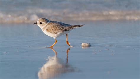 piping plover audubon field guide