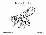 Honey Coloring Getdrawings Bee sketch template
