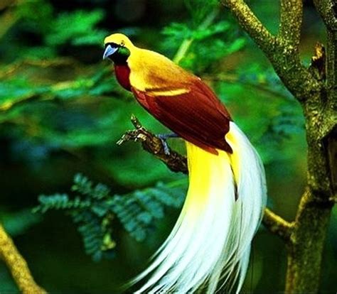 Birds Of The World Lesser Bird Of Paradise