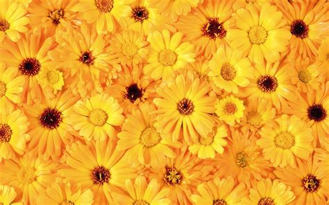 geel oranje bloemen wallpaper mooie leuke achtergronden voor je bureaublad pc laptop tablet