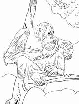 Orangutan Outan Ausmalbilder Ausmalbild Ape Orangutans Onlinecoloringpages Letzte Bornean sketch template