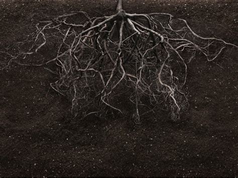 plant root