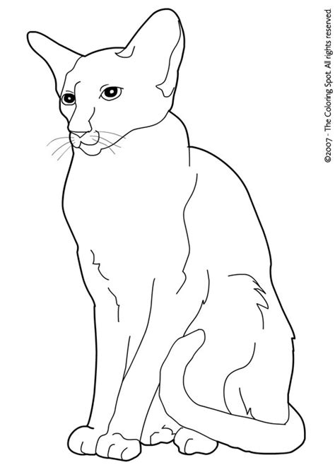 oriental siamese cat coloring pages png  file
