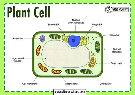 structure   plant cell  visual guide owlcation bankhomecom