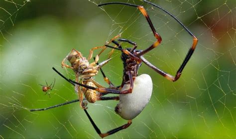 10 Strange Facts About Spiders You Probably Don T Know