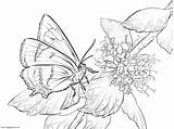Butterflies Kolorowanka Motyl Hairstreak Borboleta Colorir Kolorowanki Desenhos Marrom Pazik Kwiatku Druku Dzieci sketch template