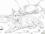 Dingo Coloring Pages Printable Supercoloring Lying Ground Drawing Skip Main sketch template