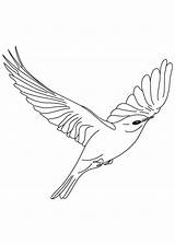 Bird Flying Coloring Bluebird Drawing Birds Blue Draw Bright Easy Drawings Cartoon Step Fly Pages Kids Flight Colouring Dove Printable sketch template