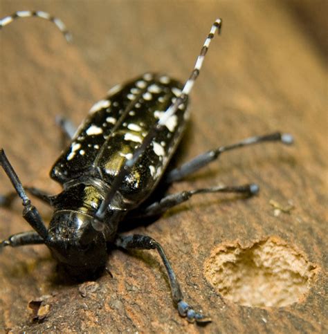 asian longhorn beetle maine