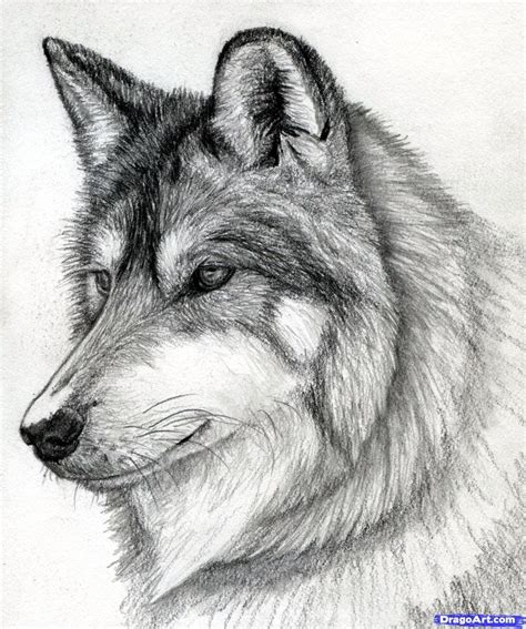 10 Most Popular Wolf Howling At The Moon Drawing Full Hd 1080p For Pc