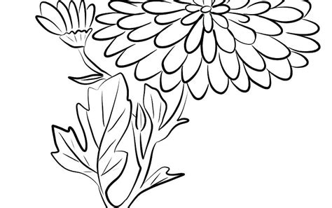 chrysanthemum coloring page  getcoloringscom  printable