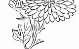 Chrysanthemum Coloring Getcolorings Flowers Printable sketch template