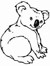 Coloring Pages Koala Animal Bear Kids Printable Colouring Choose Board Realistic sketch template