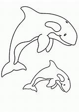 Orcas Orca Whale Dibujosparacolorear sketch template