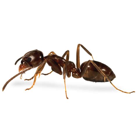 ant control chemicals insecticide products mgk