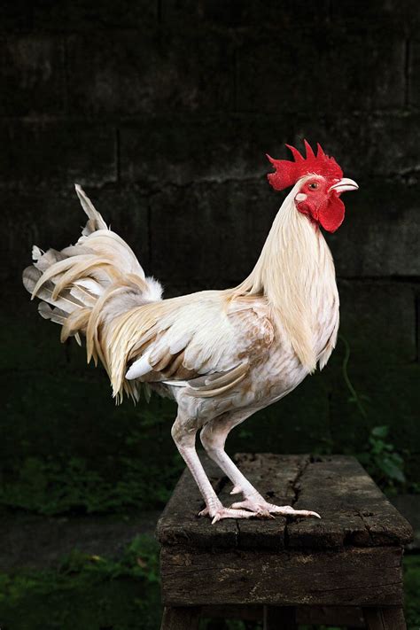 Albany A Rooster Kenneth Bamberg Photography From Series