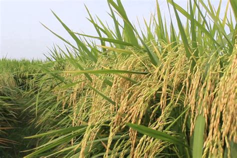 grow rice daily monitor
