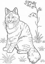 Coloring Cat Pages Realistic Kitten Print Printable Animal Tabby Cats Sheets Kittens Colouring Color Adult Forest Norway Coloringpages Norwegian Kids sketch template