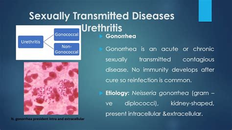 Gonorrhea And Non Gonococcal Urethritis Youtube
