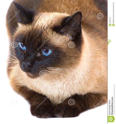 a thai cat stock image image of white felino background 34953131
