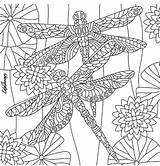 Coloring Dragonfly Pages Adults Dragonflies sketch template